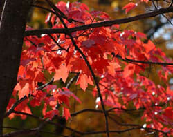 Fall Leaves