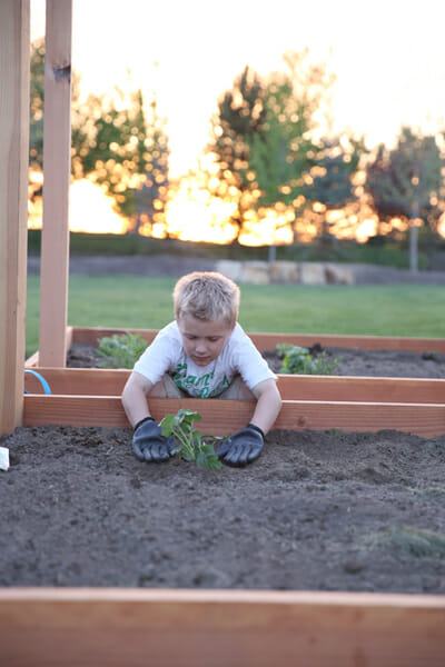 Planting Watermelon