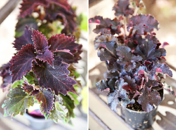 Coleus and Heuchera