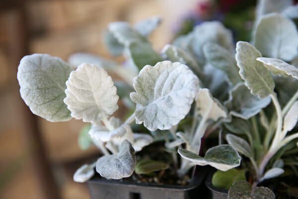 Dusty Miller