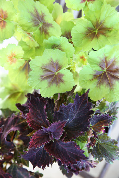 Geranium and Coleus