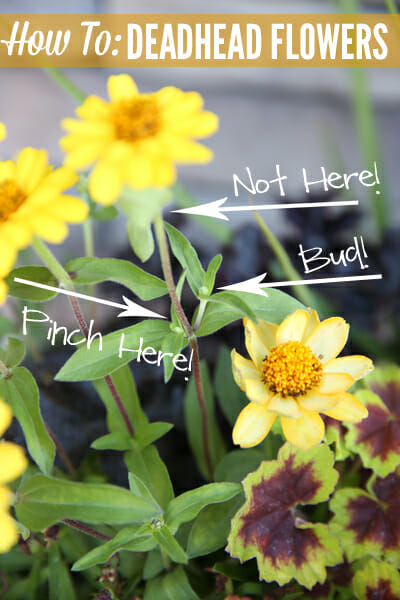 How to Deadhead Flowers