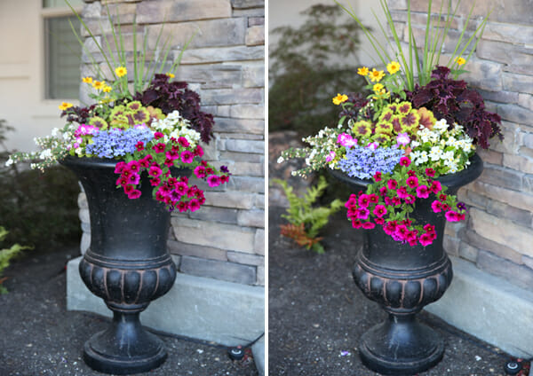 How to make a containter planting