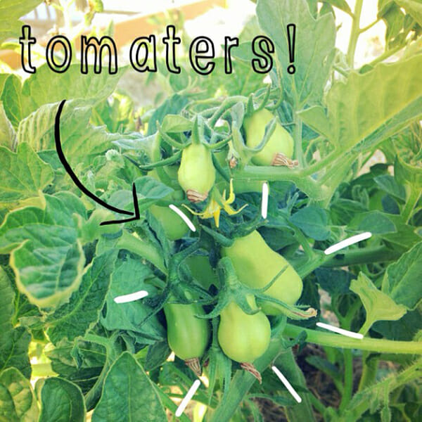 Tomatoes