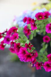 Trailing-Petunias-in-Bloom