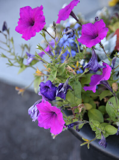 Ugly Petunias