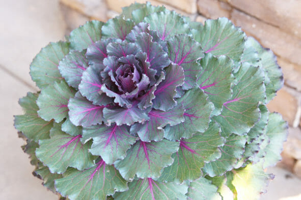 Our Best Bites_Ornamental Kale