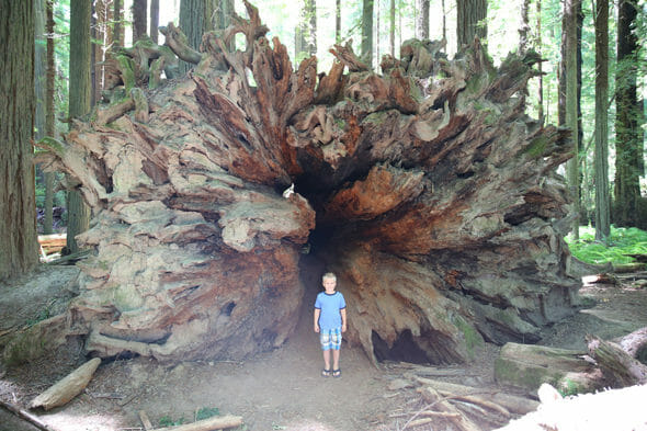 Giant Sequoia