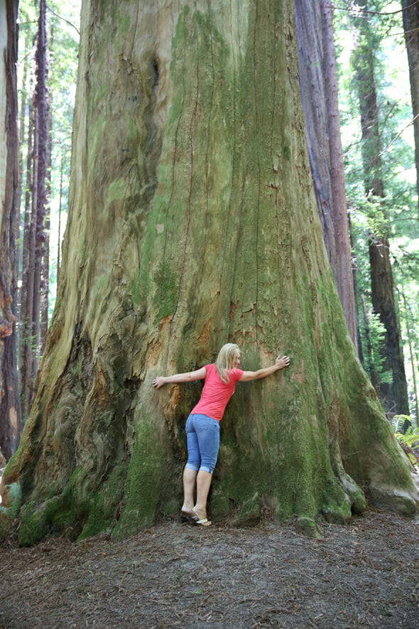 Redwood National Park