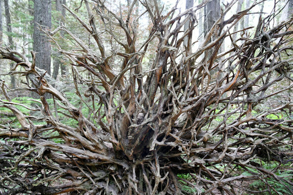 Tree Root