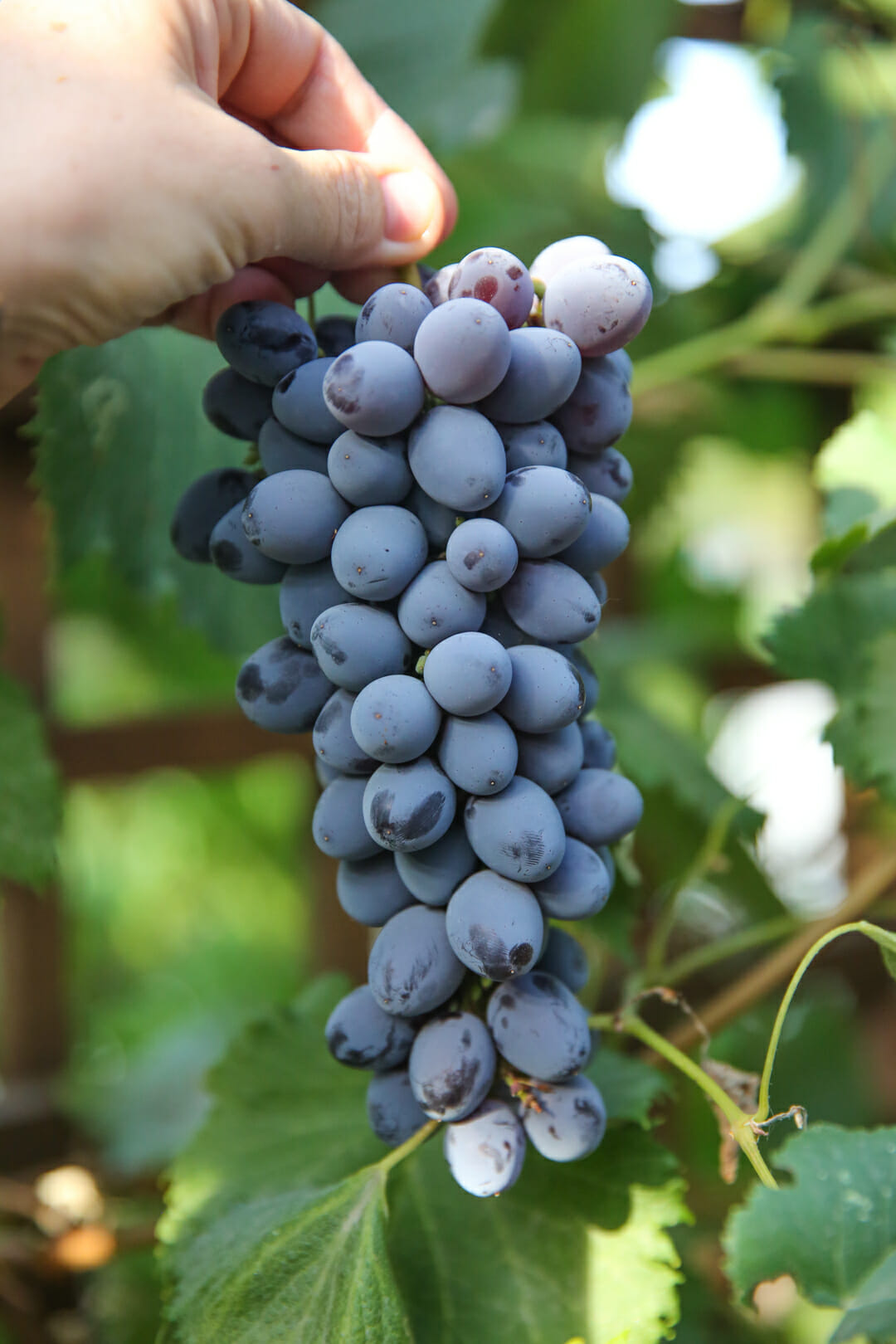 Concord grapes