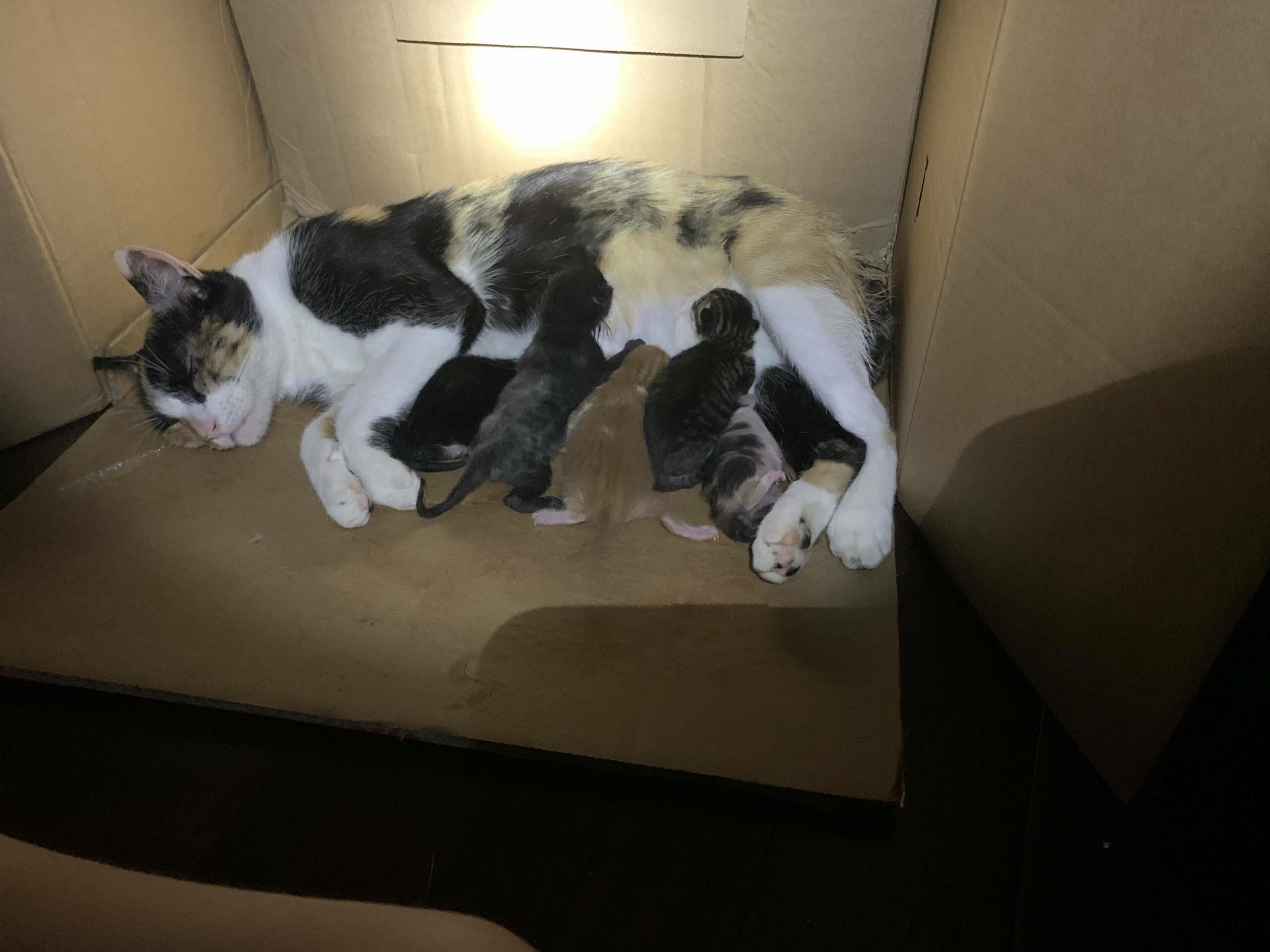baby kittens nursing