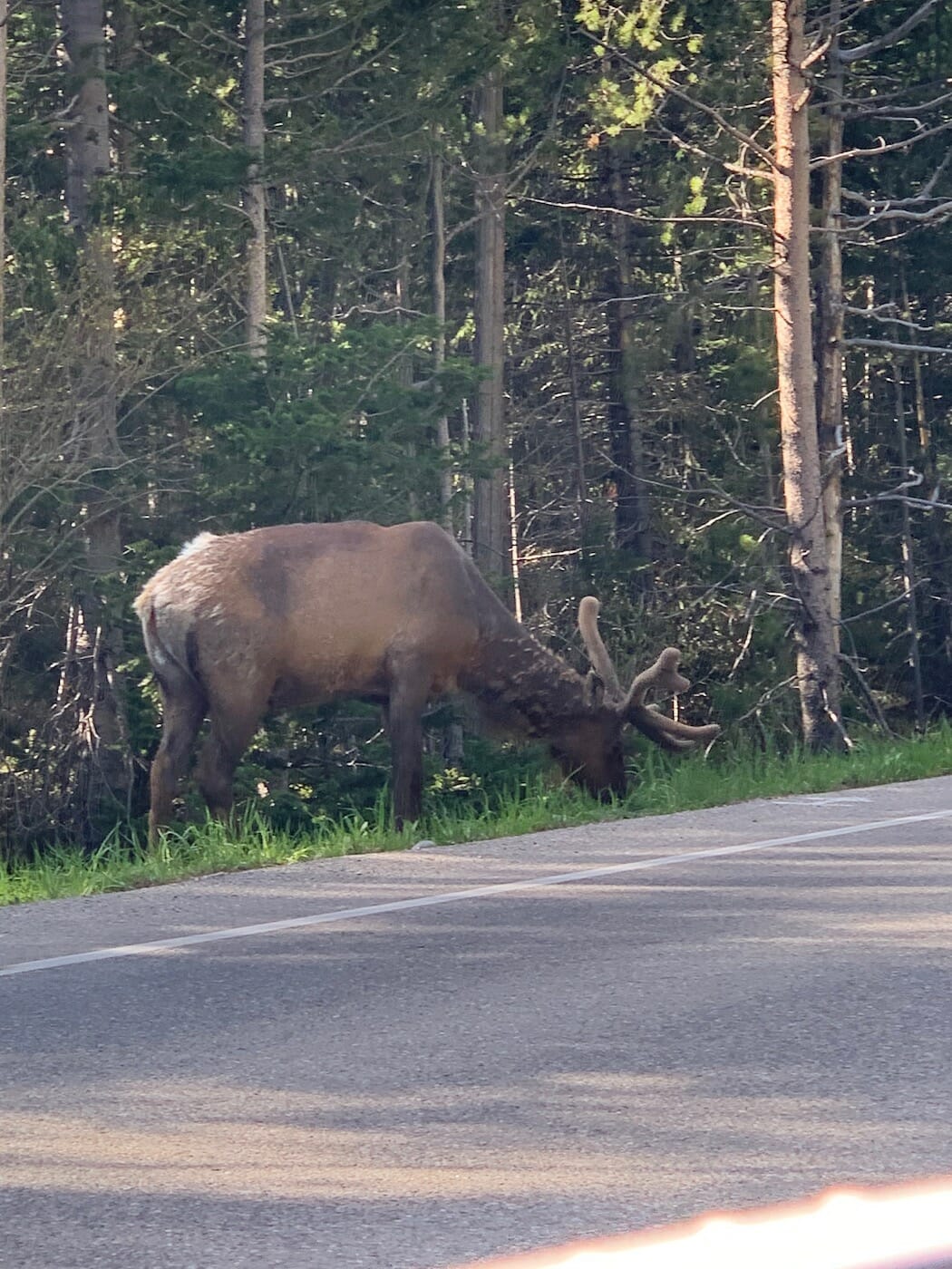 a moose in Grand Teton National Park