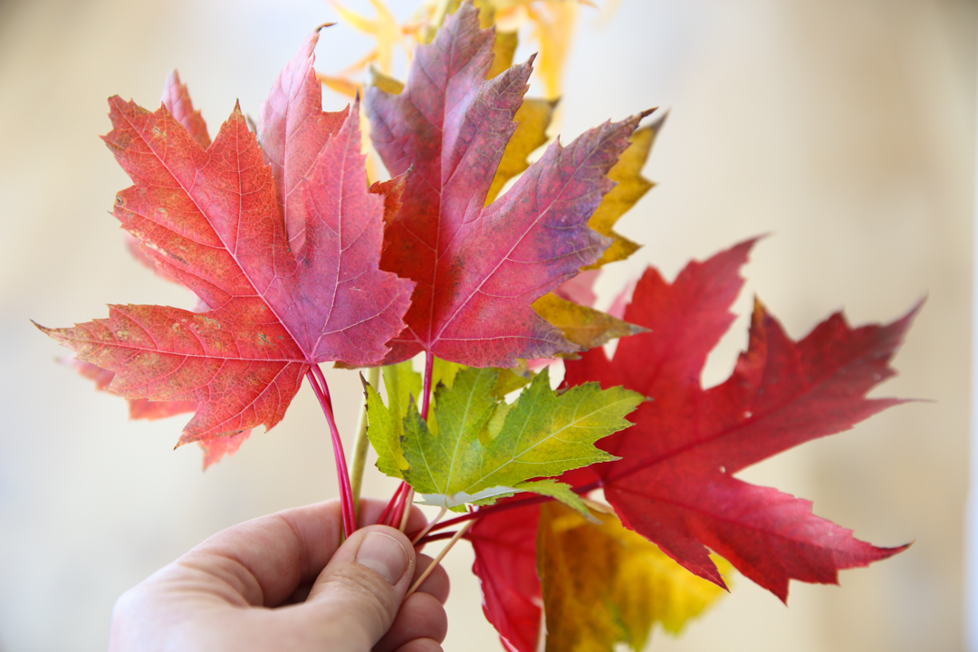 fall leaves in hand