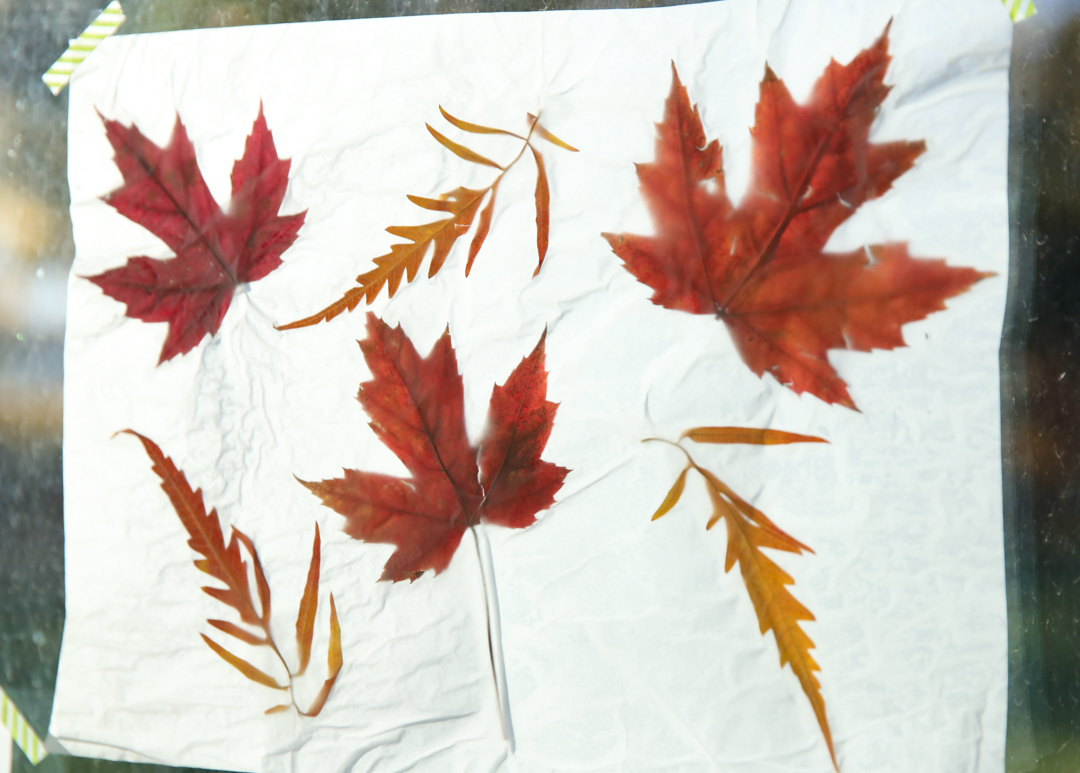 fall leaves luminaries on window