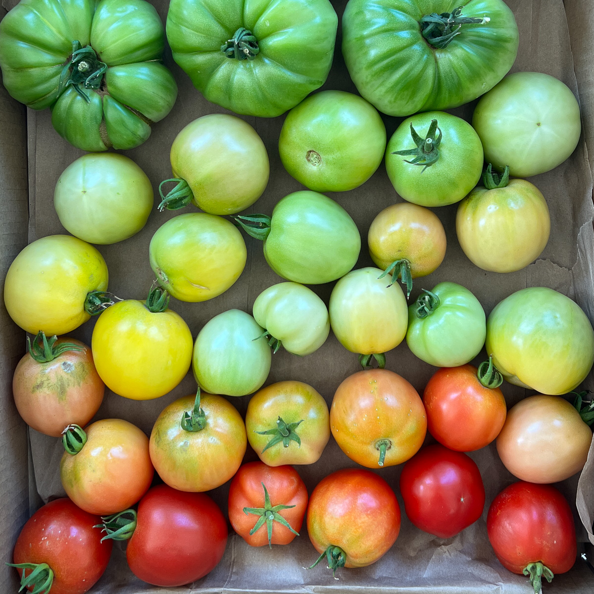 A box of tomatoes with ombre coloring